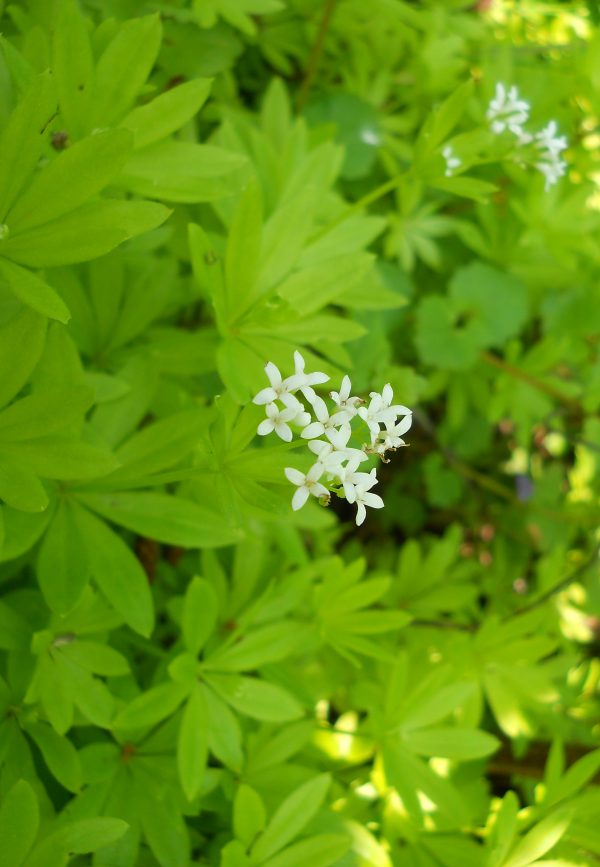 Waldmeistersirup