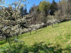 Streuobstwiese Baumblüte 