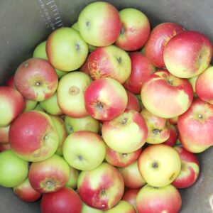 Apfelsaft von der Sausaler Streuobstwiese 1l