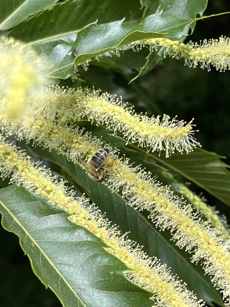 Biene auf Kastanienblüte