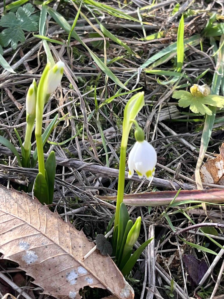 Frühlingsknotenblume