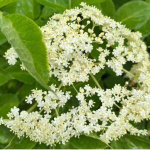 Holunderblüte
